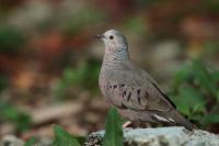 Columbina passerina