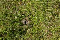 Anhinga anhinga