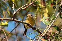 Vireo gundlachii