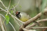 Torreornis inexpectata