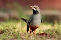 Turdus plumbeus