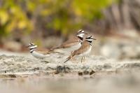 Charadrius vociferus