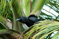 Corvus nasicus