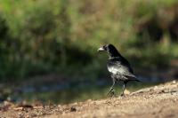 Corvus minutus