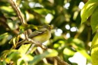 Vireo griseus