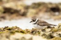 Charadrius semipalmatus