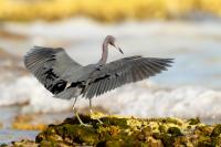 Egretta caerulea 