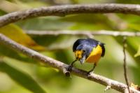 Euphonia hirundinacea