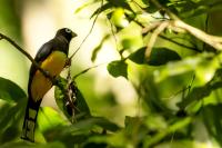 Trogon melanocephalus