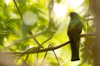 Trogon collaris