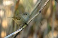 Phylloscopus collybita