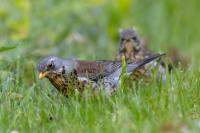 Turdus pilaris