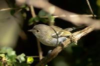 Vireo nanus