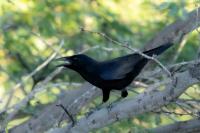 Corvus palmarum