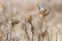 Carduelis cannabina