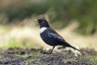 Turdus torquatus