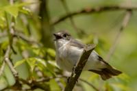 Ficedula hypoleuca