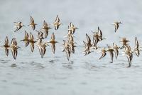 Calidris alba