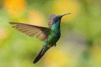 Colibri coruscans