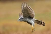 Accipiter gentilis