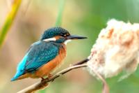 Alcedo atthis