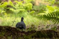 Columba trocaz