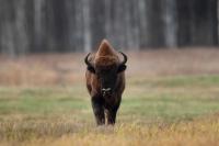 European bison