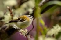 Madeira fauna