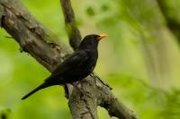 Turdus merula