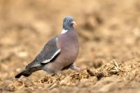 Columba palumbus