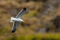 Larus michahellis