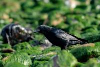 Corvus corone