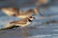 Charadrius hiaticula