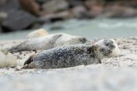 Harbor seal