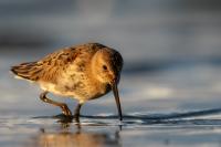 Calidris alpina