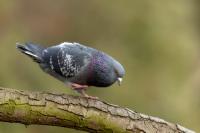 Columba livia domestica