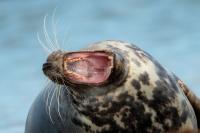 Grey seal