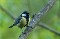 Parus major