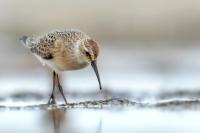 Calidris ferruginea