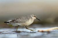 Calidris canutus