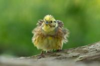 Emberiza citrinella