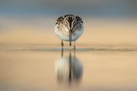 Calidris falcinellus