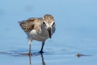 Calidris pusilla      