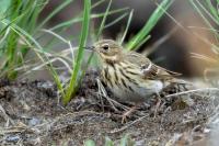 Anthus trivialis