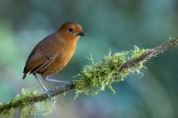 ECUADOR-FAUNA