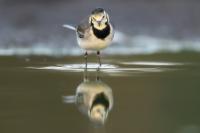 Motacilla alba