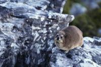 Rock hyrax