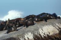 Brown fur seal