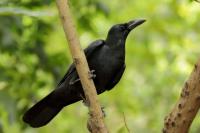 Corvus macrorhynchos