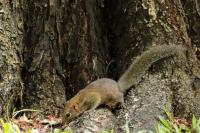 Grey-bellied squirrel